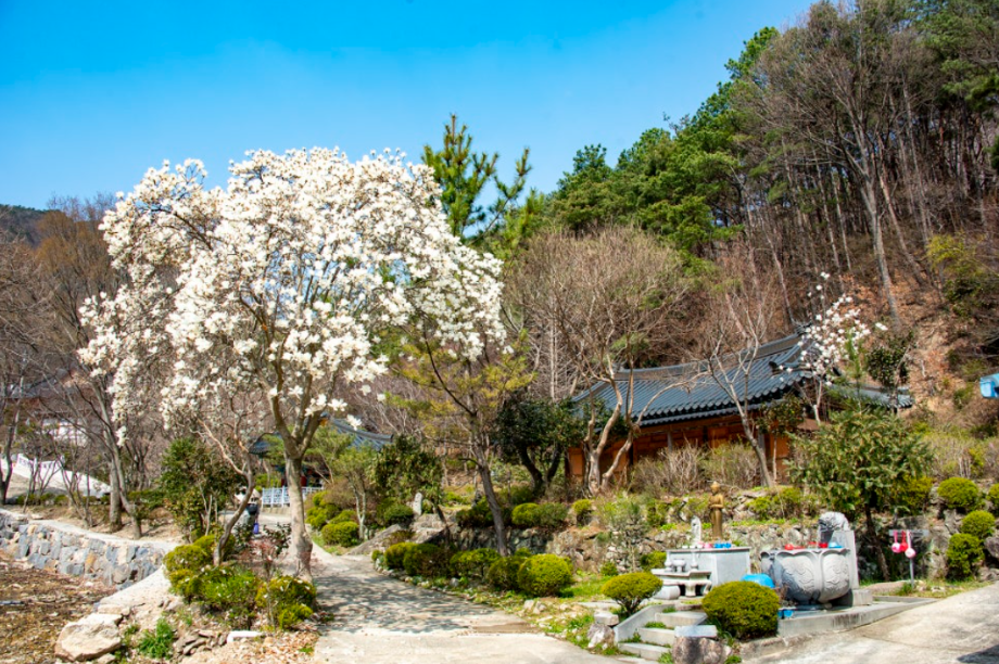 계룡산 벚꽃축제4